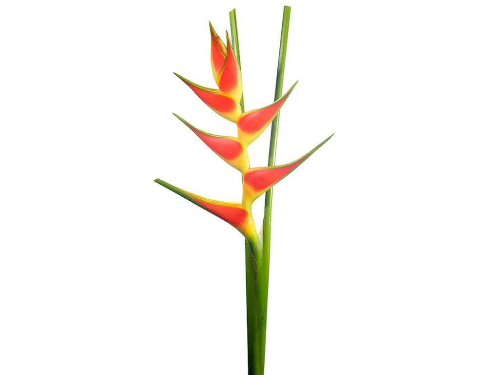 Heliconia roja