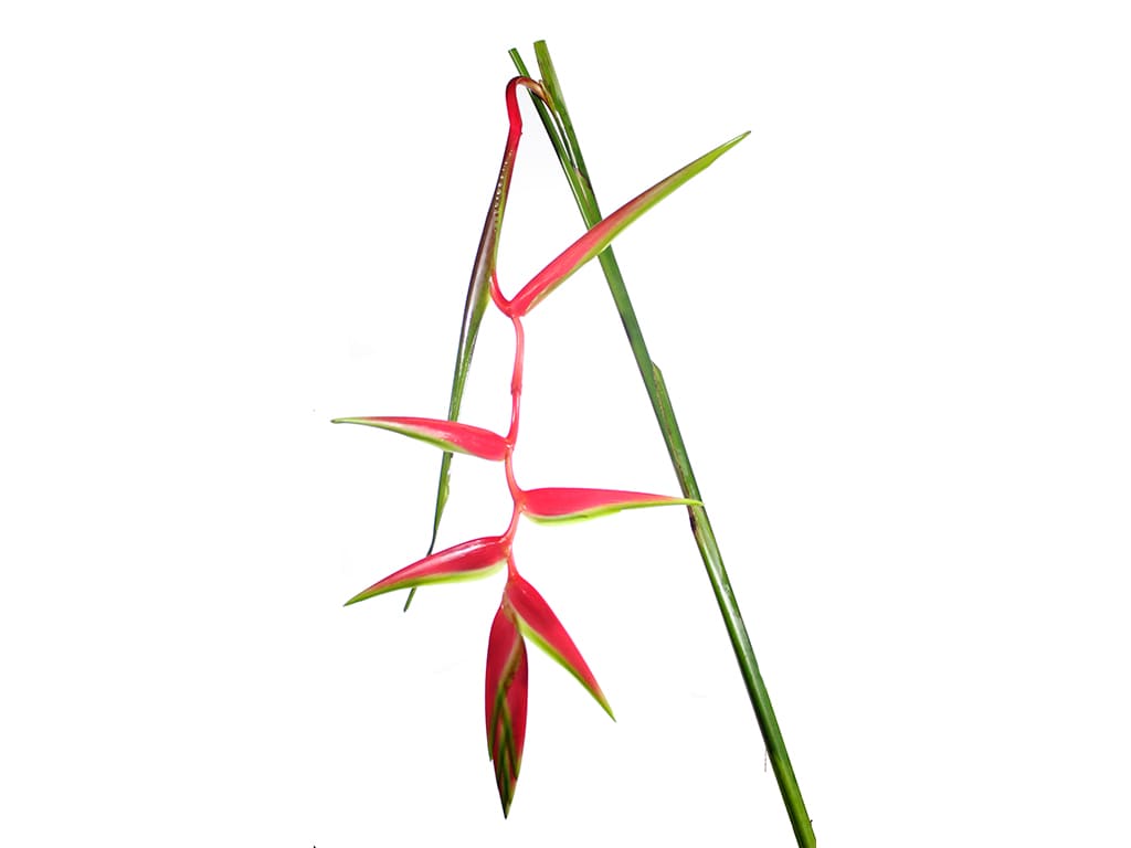 Heliconia roja