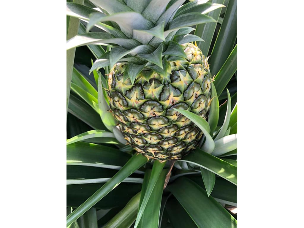 Piña Fresca