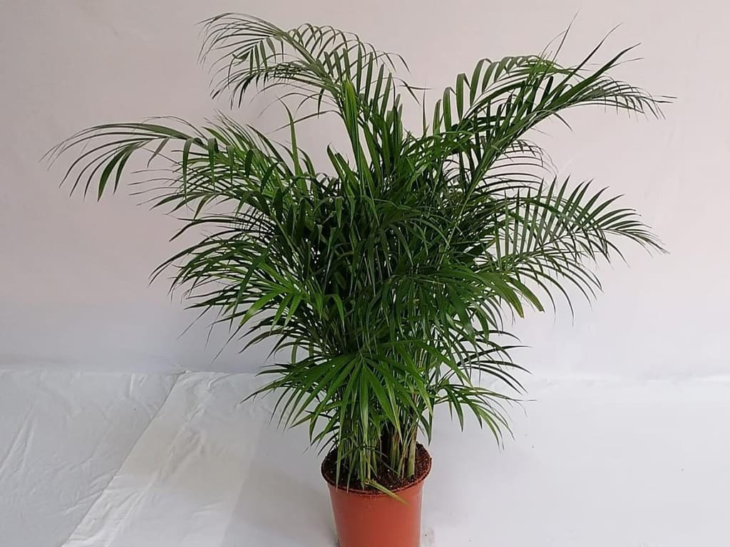 Chrysalidocarpus lutescens (Areca palm)
