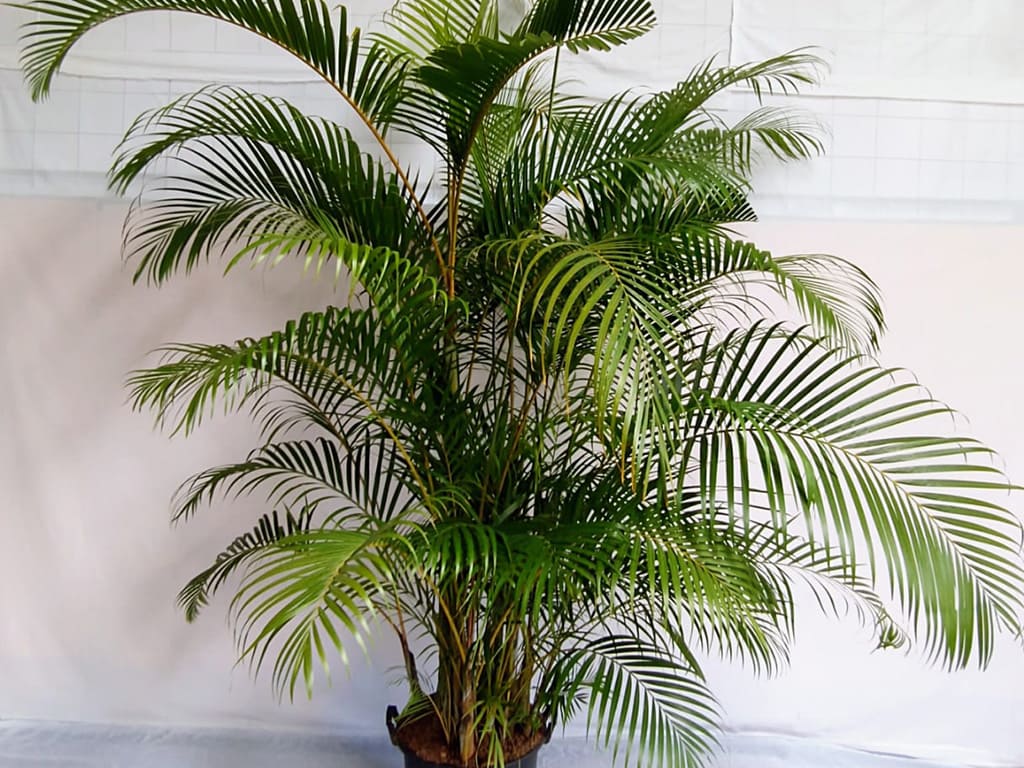 Chrysalidocarpus lutescens (Areca palm)