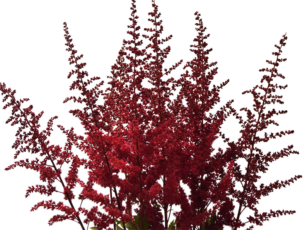 Astilbe