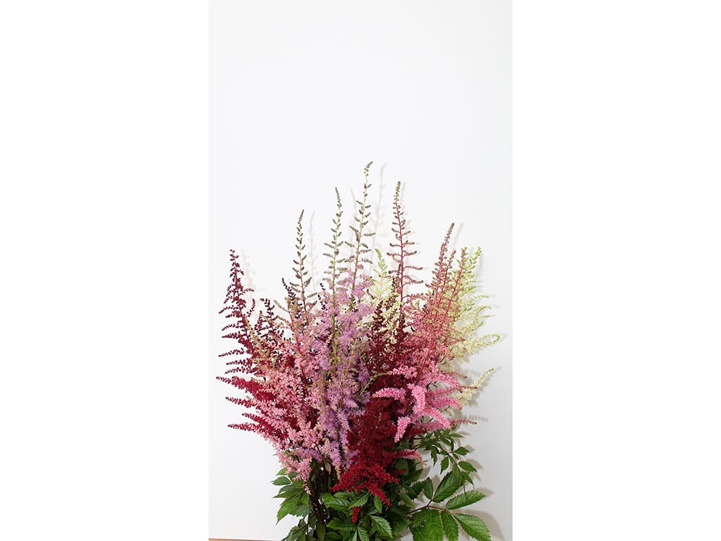 Astilbe