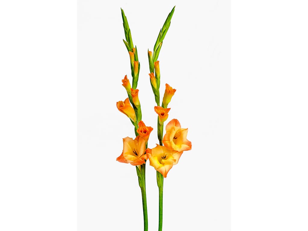 Gladiolus