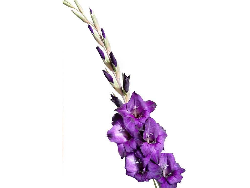 Gladiolus