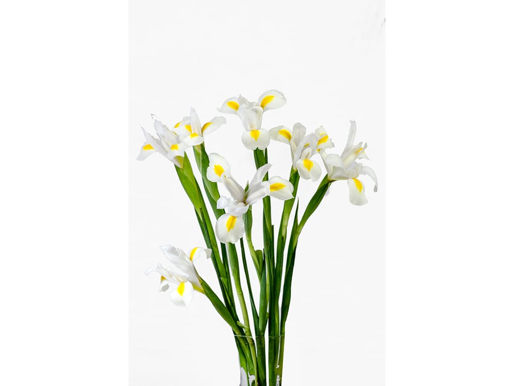 Iris