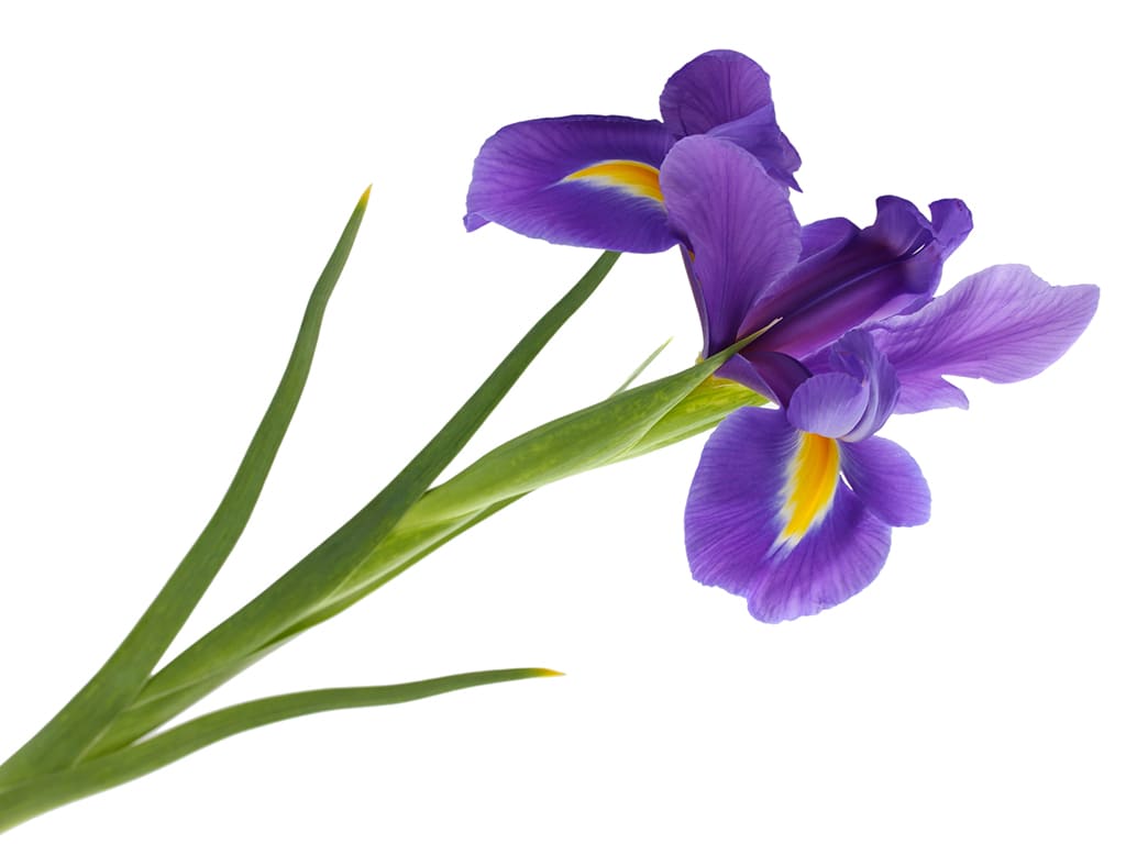 Iris