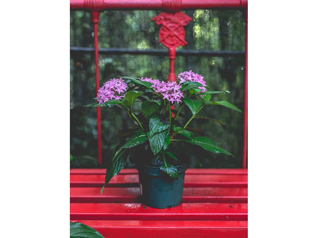 Plantas hospedera y nectaríferas