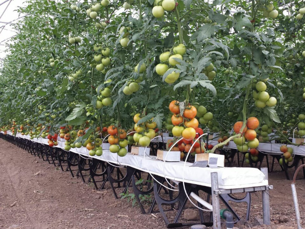Tomate fresco de meza