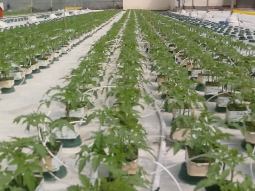 Tomate fresco de meza