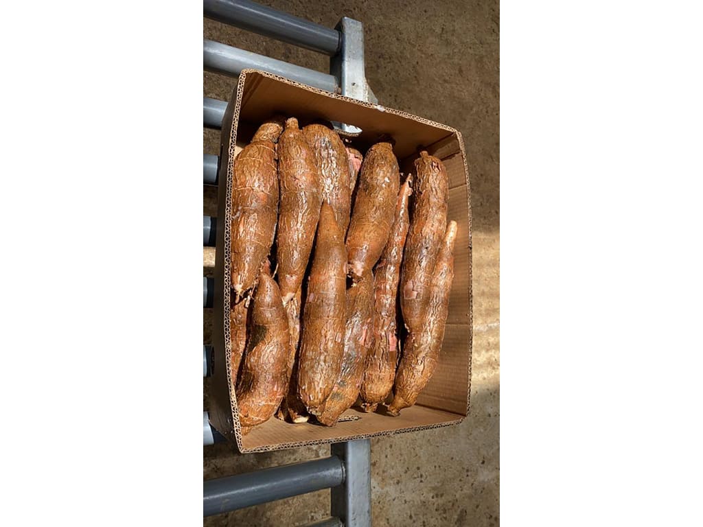 YUCA