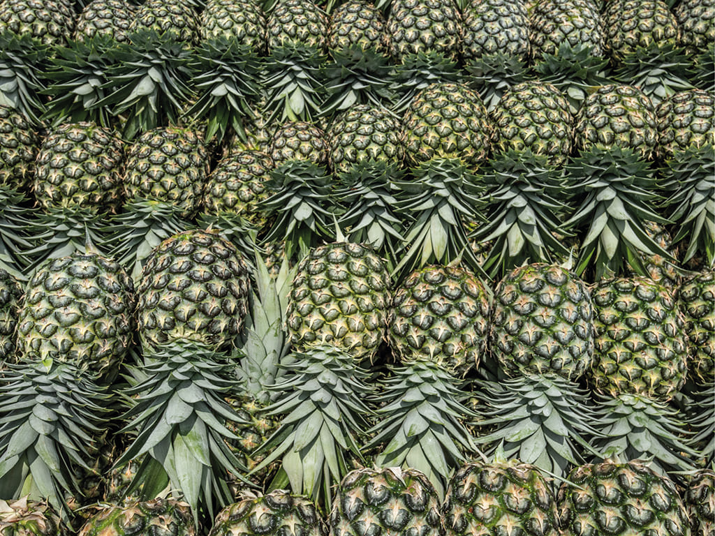 Piña Fresca MD-2