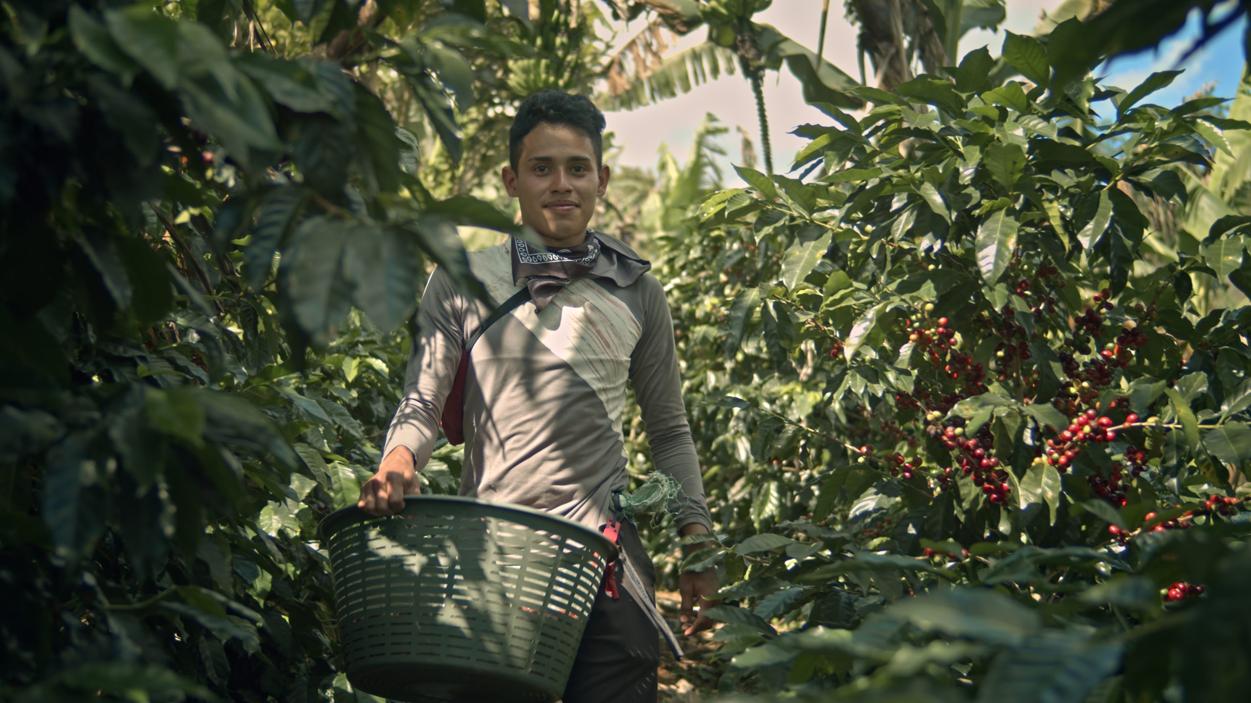 Green Coffee Beans – La Pastora Tarrazú SHB – Costa Rica