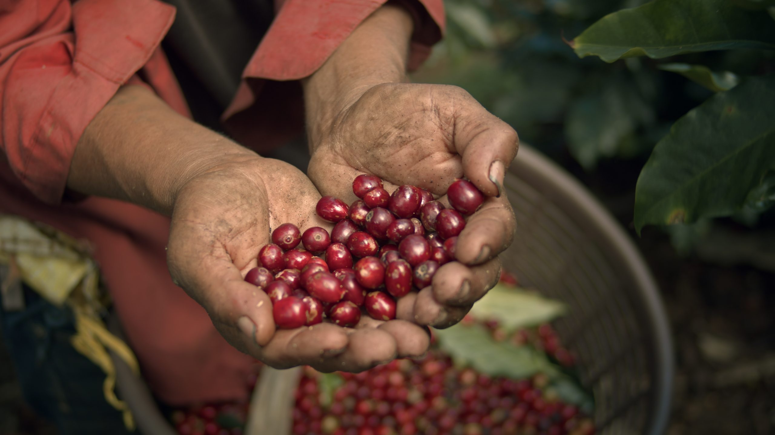 Green Coffee Beans – La Pastora Tarrazú SHB – Costa Rica