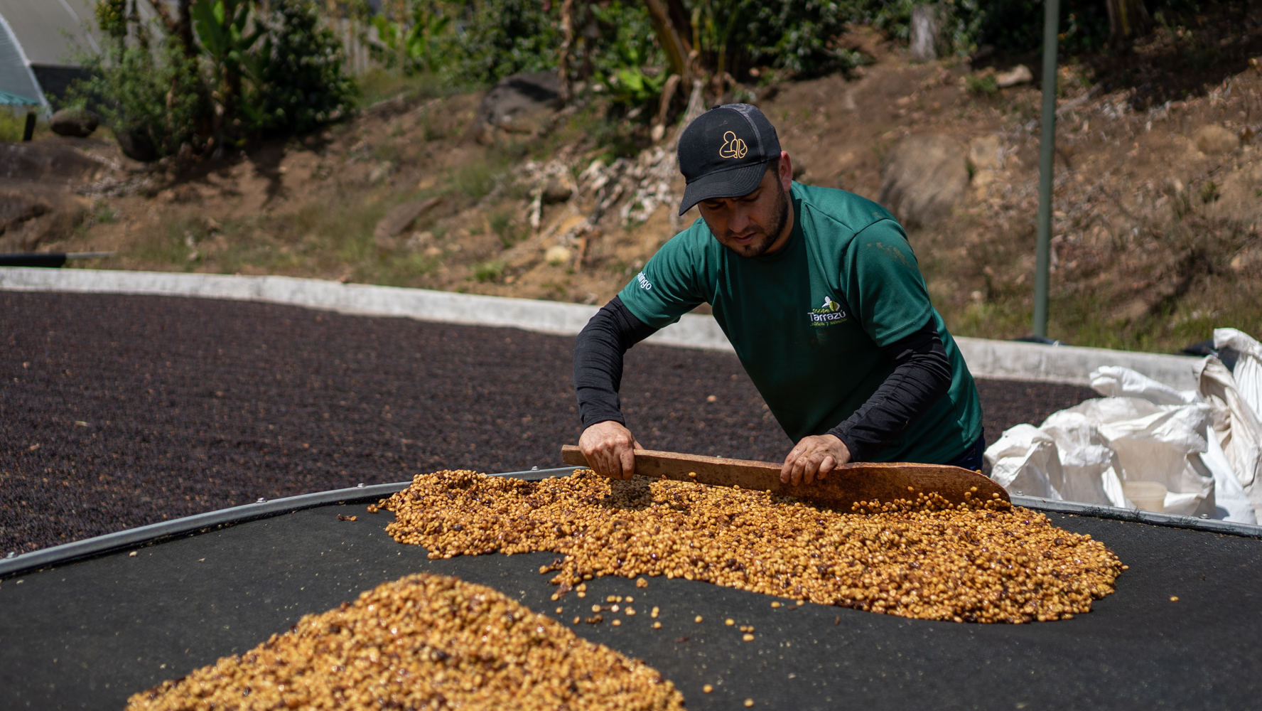 Green Coffee Beans – La Pastora Tarrazú SHB – Costa Rica